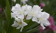 读絮絮的花有感