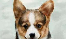 一只不会叫的狗第二种结局续写