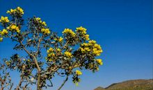 那开满鲜花的戈壁滩