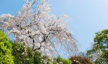 春天里的一场雪