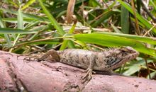 变色龙给我的启示