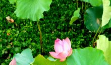 用我的眼睛寻找真善美