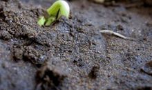 番薯发芽观察日记四则