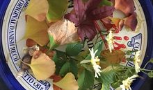 秋叶浸染借东风