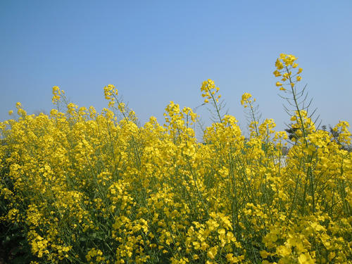 强奸开花