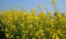 油菜花开了