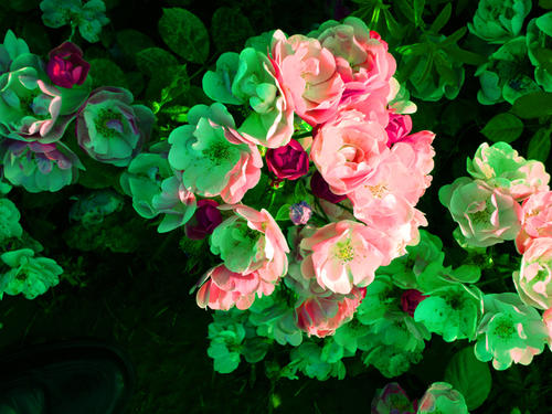 四个季节花开