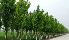 我家院子里的杨树