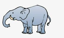 大象的真情告白