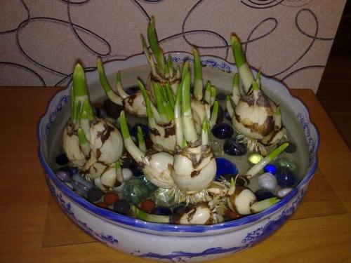 植物水仙花