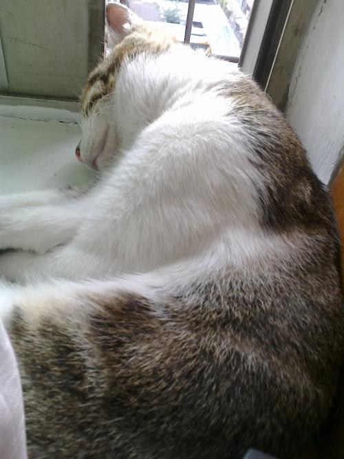 我有很多懒猫
