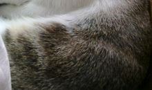 我家的懒猫多多