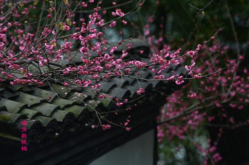 梅花在角落里
