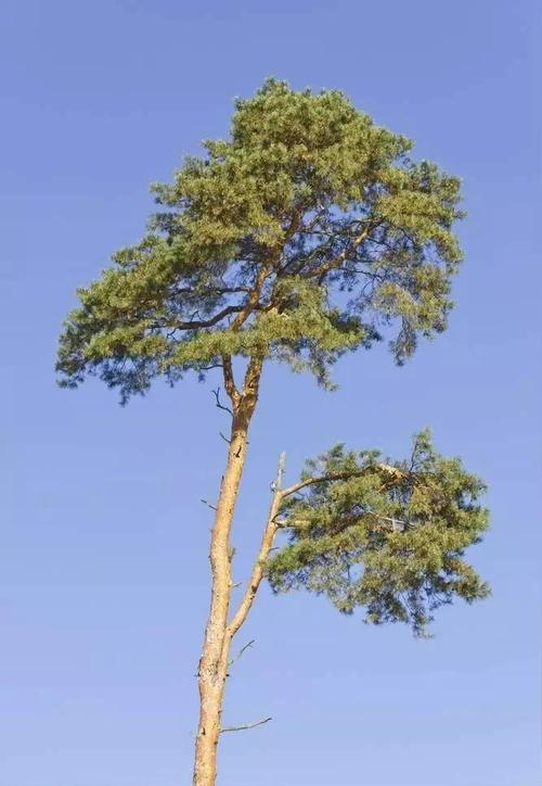 信仰在一棵松树