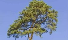 一棵松树的信念