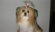 我喜爱家中的小狗