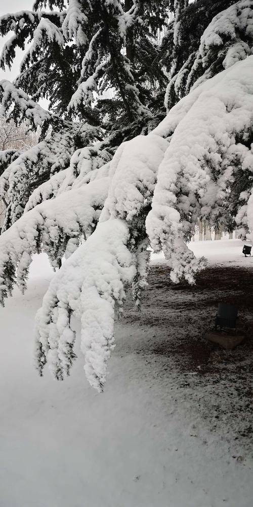 记住第一场雪