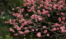 赏花忆——年年花似，岁岁情异