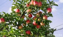 我爱家乡苹果树