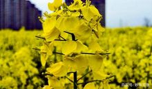 那片油菜花田