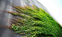 那墙角被遗忘的爬山虎