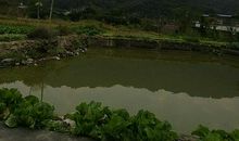 我家门前的池塘