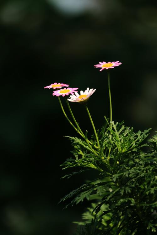 路边花