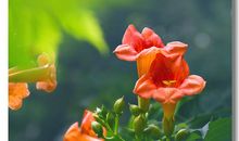 最美的花儿为母爱开