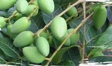 胖大海的七十二变