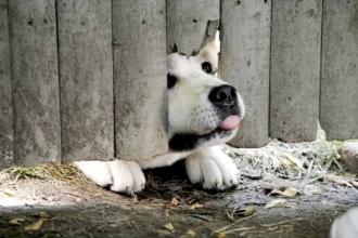 给忠犬八公的信