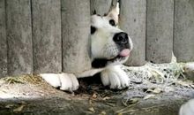 写给忠犬八公的信