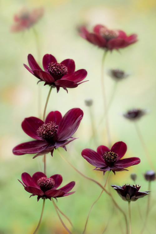 爱花