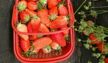 春天， 我和草莓的故事