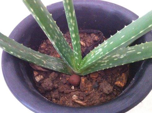 芦荟观察日记