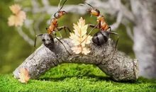 像蚂蚁一样生活