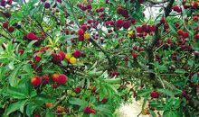 我是一颗杨梅树