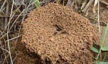 母子情深观后感