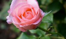 我们像花儿一样