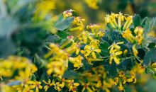 牵动我心的那丛小花