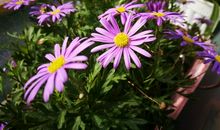 像花儿一样绽放