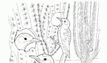 森林医生看图写话