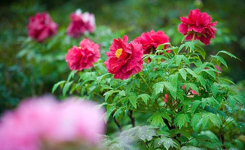 难忘的季节