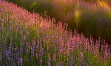 这里的风景最迷人