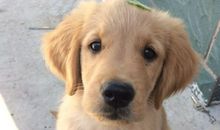 我最喜欢的动物小狗