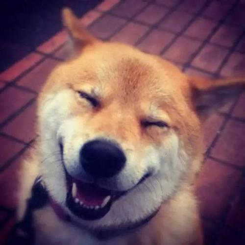 快乐的小狗
