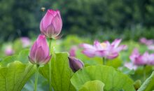 沉醉在夏夜的村头