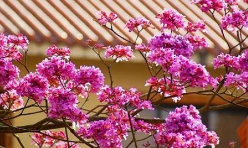 感恩之花遍布全地