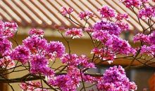 感恩之花，遍撒大地