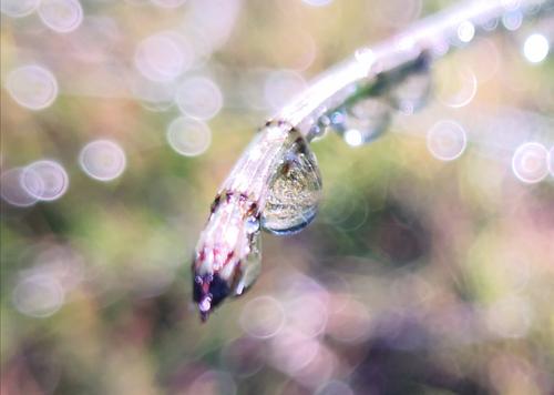 雨滴中的母爱