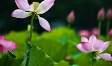 描写荷花的作文